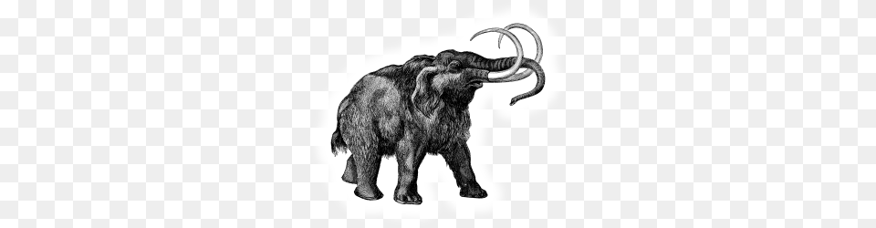 Proboscidea Big Animals, Animal, Buffalo, Mammal, Wildlife Free Png Download