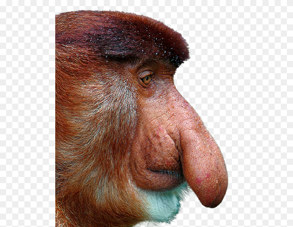 Proboscis Monkey 2 Proboscis Monkey White Background, Animal, Mammal, Wildlife Png Image