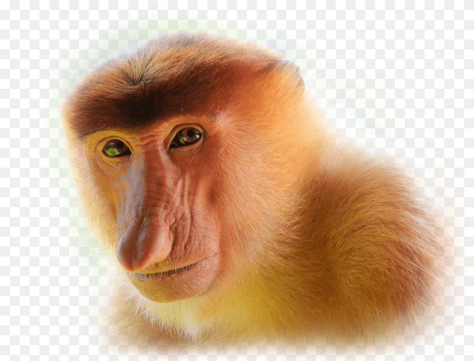 Proboscis Monkey Transparent Background, Animal, Mammal, Wildlife, Baboon Png