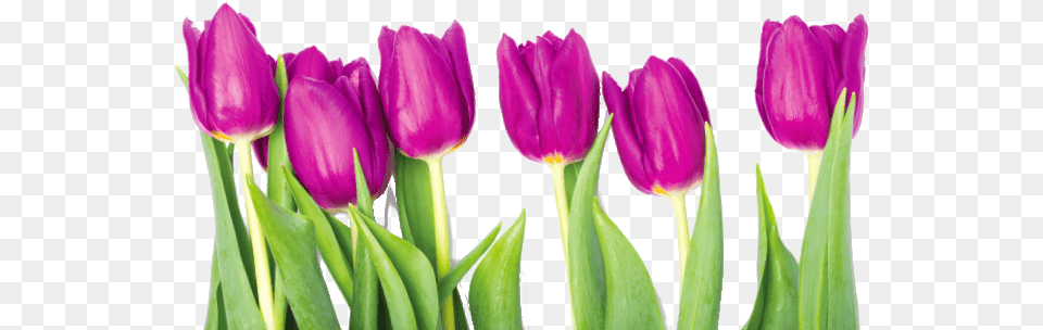 Proceeds Will Support Our 2017 Community Service Scholarship Tulip, Flower, Plant, Purple Png Image