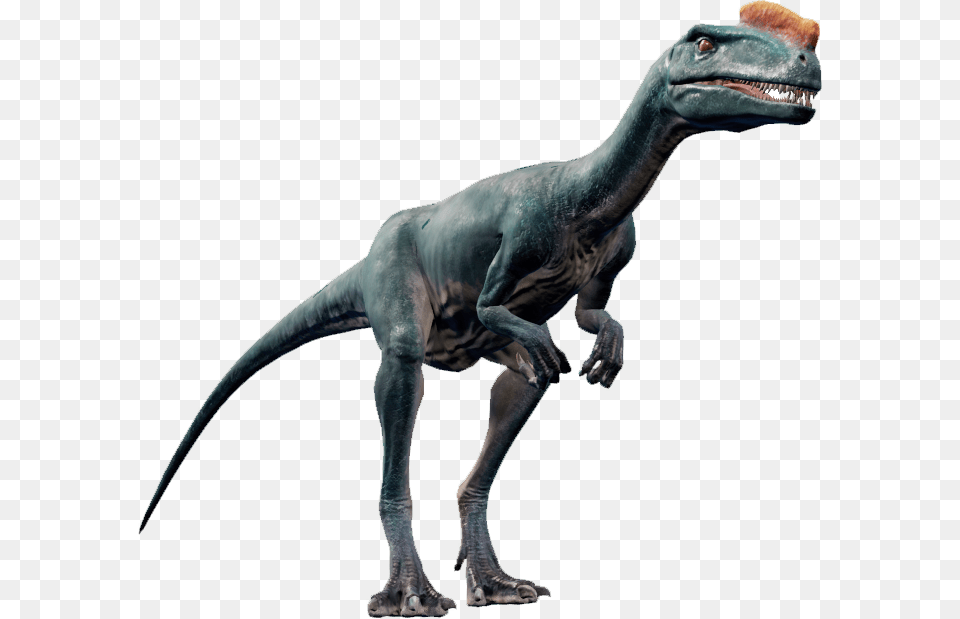 Proceratosaurus Jurassic World Evolution, Animal, Dinosaur, Reptile, T-rex Free Png