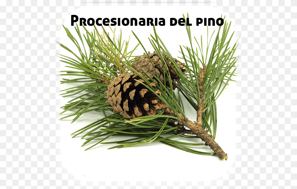 Procesionaria Pinos Pine Branch, Conifer, Plant, Tree Free Png