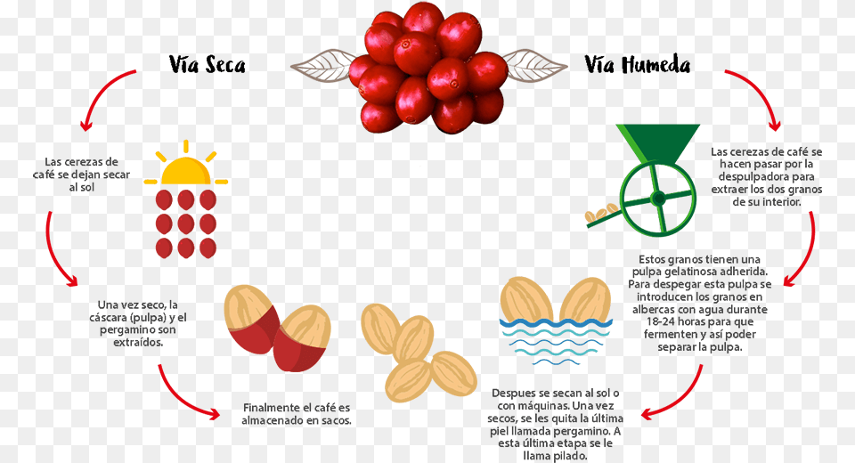 Proceso, Art, Graphics, Plant, Produce Free Transparent Png