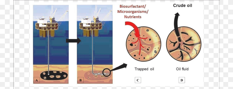 Process Of Microbial Recovery Of Crude Oil Using Biosurfactant Free Png Download