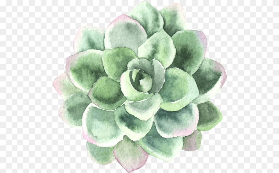 Process Of Personal Transformation Pink Green Succulent Watercolor, Herbal, Herbs, Plant, Flower Free Png Download