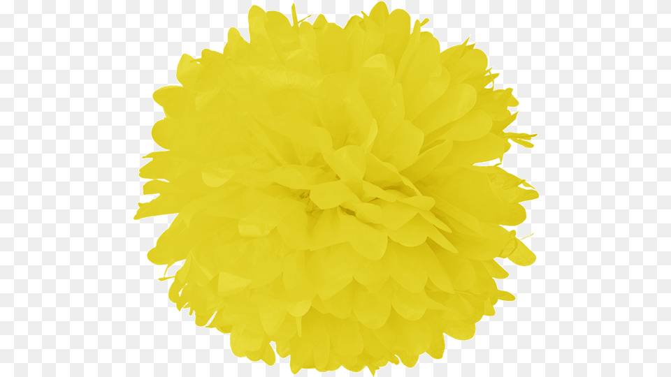 Process Yellow Tissue Pom Poms Turquoise Blue 20 Inch Tissue Paper Flower Pom Pom, Plant, Rose, Home Decor Png Image