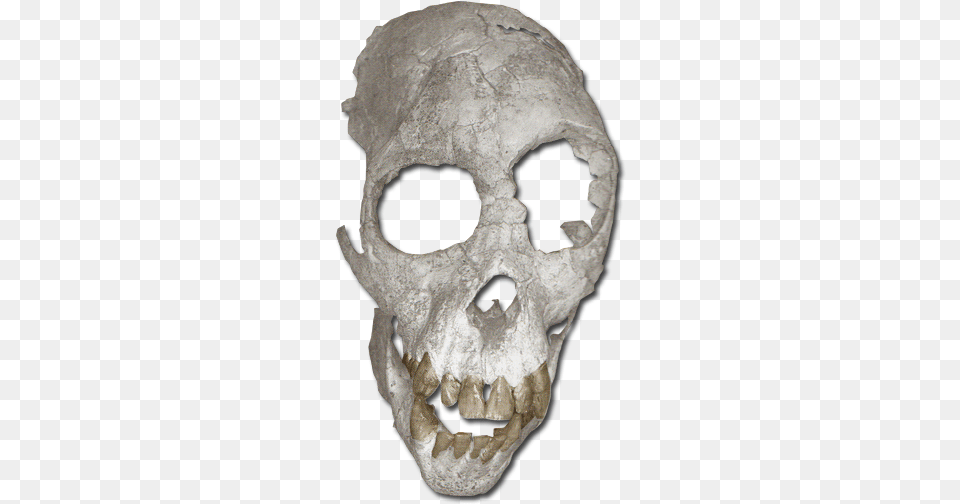 Proconsul Heseloni Proconsul Heseloni Skull, Person Png Image