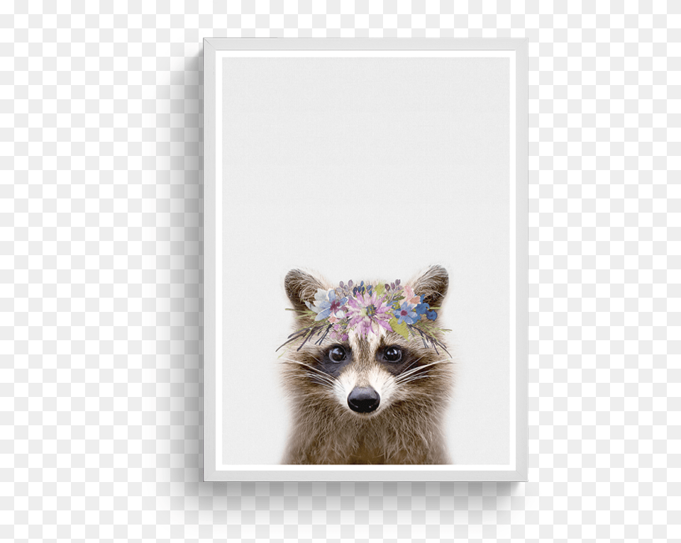 Procyon, Animal, Mammal, Raccoon, Cat Png Image