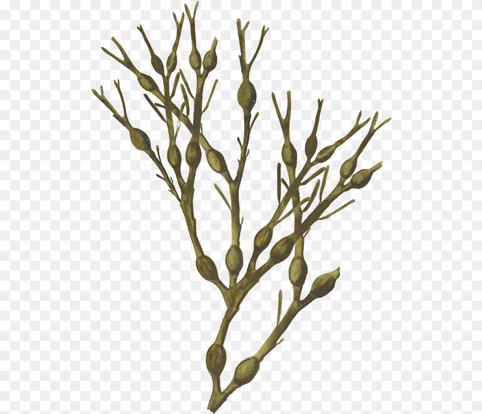 Prodotti Arca S Twig, Plant, Seaweed Png Image