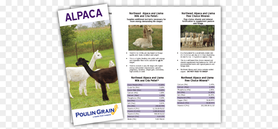 Product Brochure Llama, Animal, Livestock, Mammal, Sheep Free Transparent Png