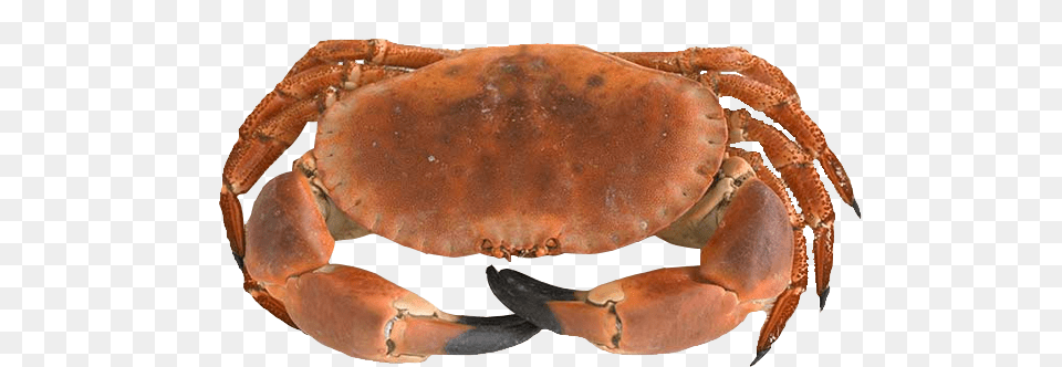 Product Browncrab Dungeness Crab, Food, Seafood, Animal, Invertebrate Png Image