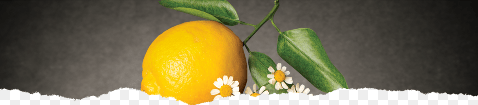 Product Chamomile Citrus Herbal Tea Hdr Bg, Citrus Fruit, Food, Fruit, Lemon Png Image