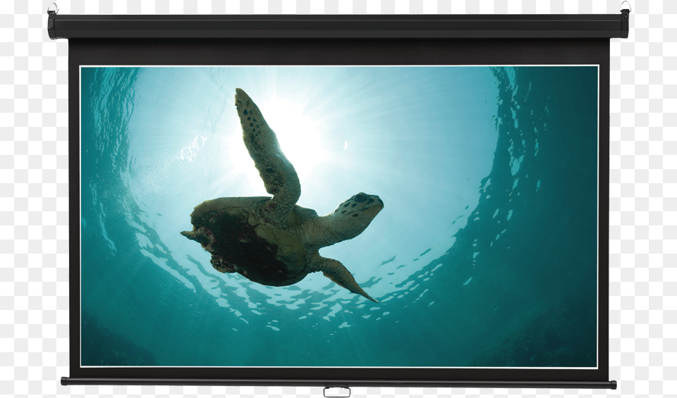 Product Image Wide Projection Tortuga Cabos San Lucas, Water, Aquatic, Turtle, Tortoise Free Png Download