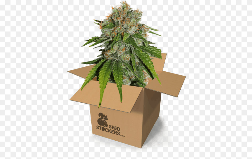 Product Image Seed, Box, Plant, Cardboard, Carton Png