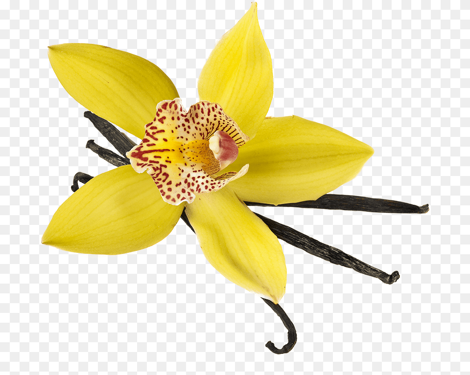 Product Lily, Flower, Plant, Orchid, Daffodil Png Image