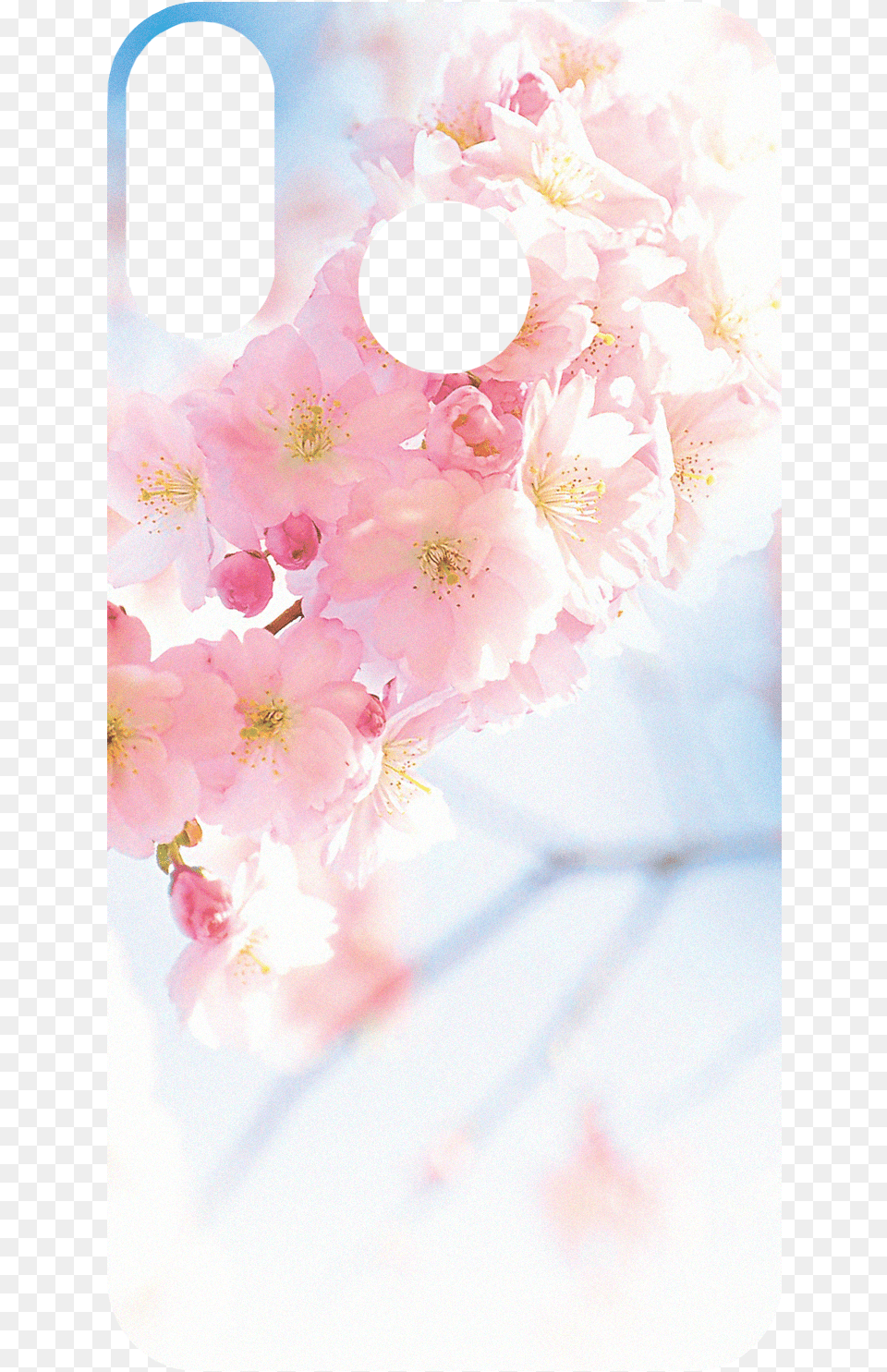 Product 9104 Kw Commerce Aluminium Hardcase Fr Huawei Lite, Flower, Plant, Petal, Cherry Blossom Png Image