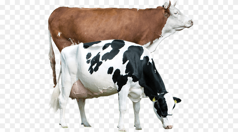 Productanimals Layout Cow Blaarkop, Animal, Cattle, Dairy Cow, Livestock Free Transparent Png