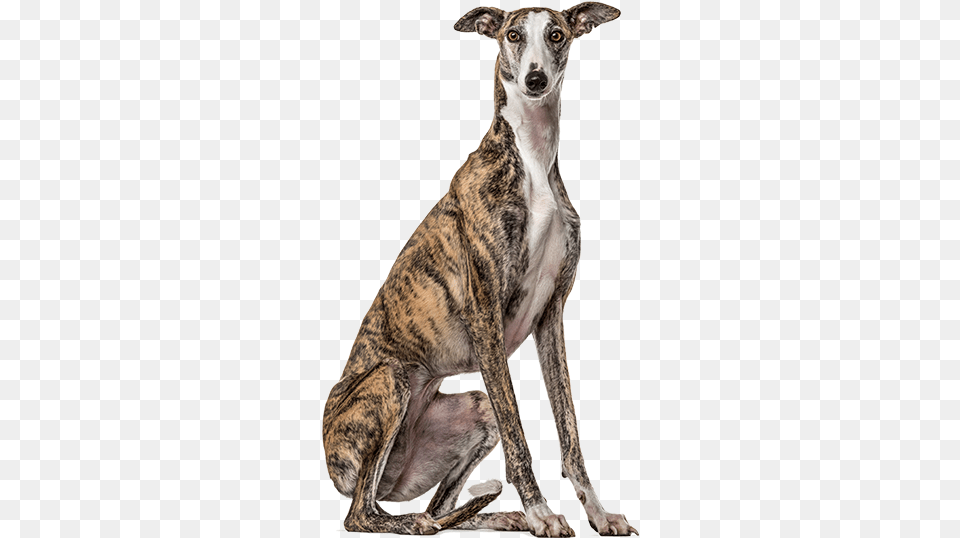 Productanimals Layout Dog Transparent Galgo Sentado, Animal, Canine, Mammal, Pet Png Image