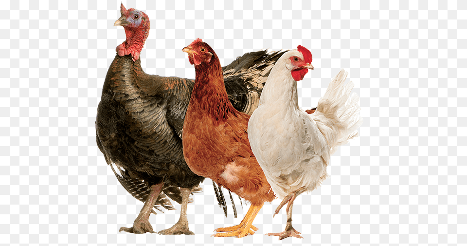 Productanimals Layout Poultry01 Rooster, Animal, Bird, Chicken, Fowl Png Image