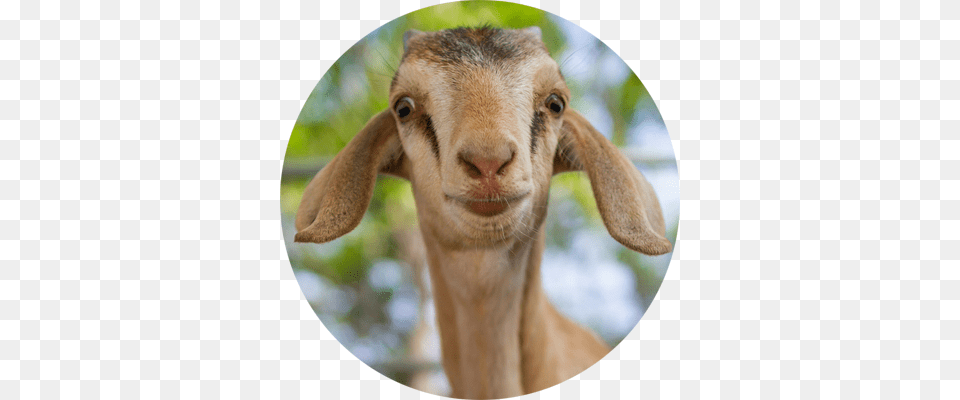 Productivity Goat The Productivity Trap, Livestock, Animal, Mammal, Antelope Png