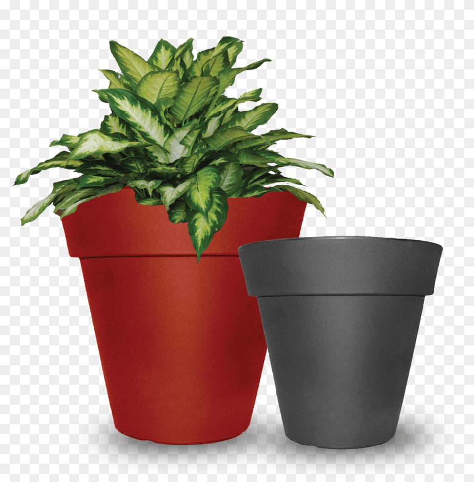 Products, Cookware, Potted Plant, Pot, Plant Free Png Download