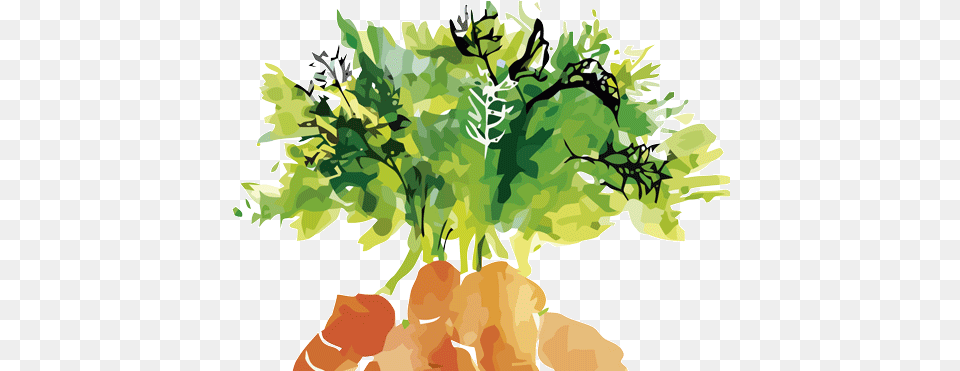 Products Arcoval Artists Carrot, Green, Food, Plant, Produce Png Image