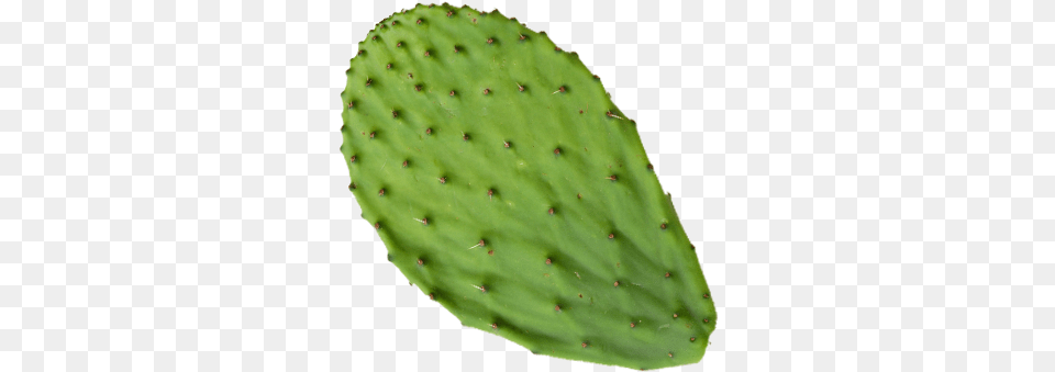 Products Azucena And Prickles, Plant, Cactus Png