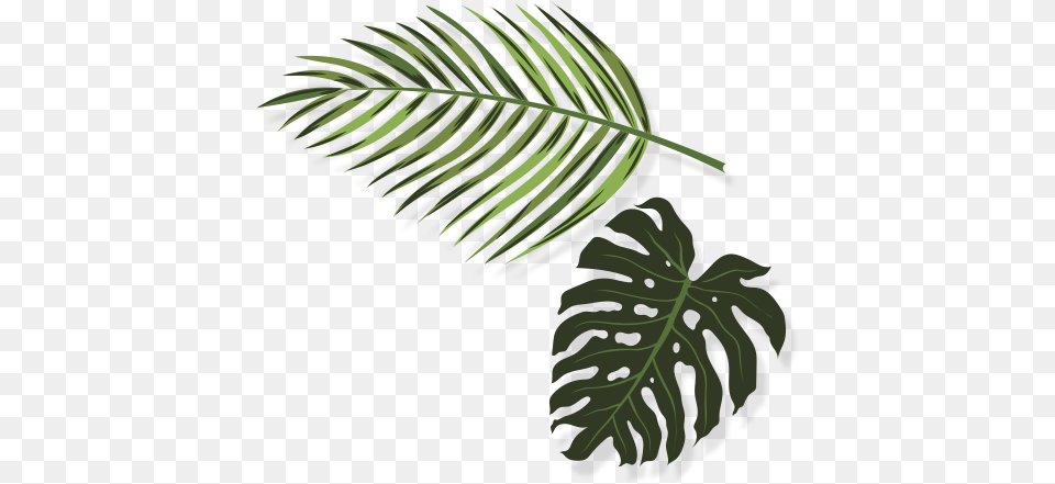 Products Finca Don Armando Illustration, Leaf, Plant, Tree, Vegetation Png