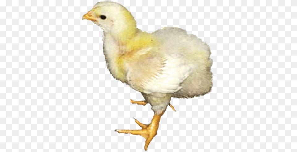 Products For Livestock Chicken, Animal, Bird, Fowl, Poultry Png Image