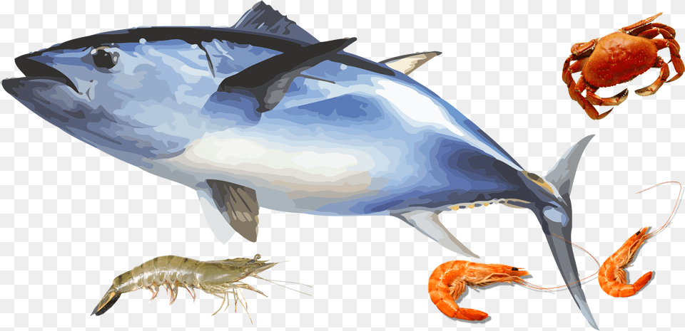 Products From Across The Oceans, Animal, Fish, Sea Life, Tuna Free Transparent Png