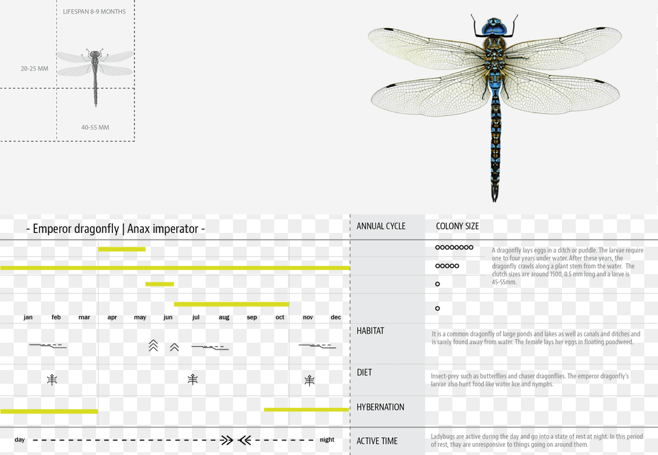 Products Hyperbody 05 Dragonfly Dragonfly, Animal, Insect, Invertebrate Free Transparent Png