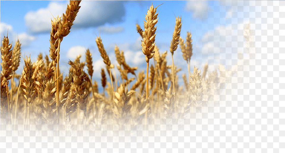 Products Semences Fourragres, Plant, Wheat, Produce, Food Free Png Download