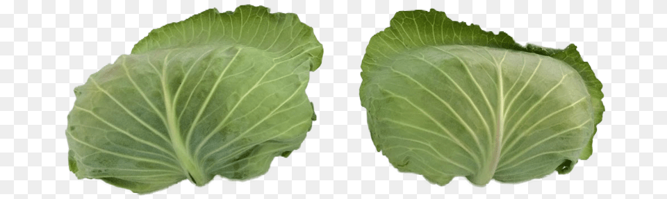 Products U2013 Yee Farms Collard Greens, Food, Leafy Green Vegetable, Plant, Produce Png Image