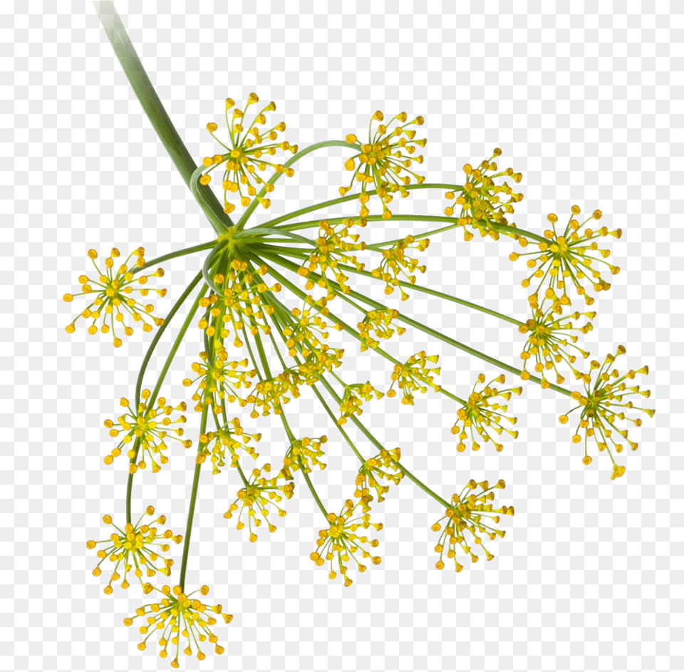 Products U2014 Microfood Indonesia Dill Flower, Apiaceae, Plant Png Image