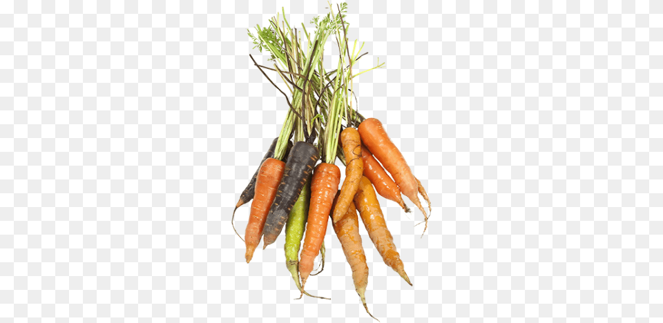Products Used Carrot, Food, Plant, Produce, Vegetable Free Png