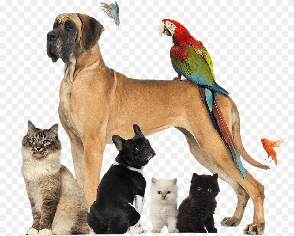 Produtos De Pet Shop E De Veterinria No Mesmo Cute Animals That Would Make Great Pets Top, Animal, Canine, Dog, Mammal Free Png