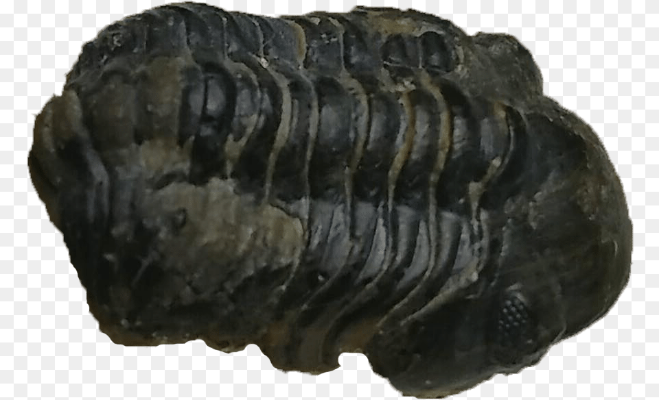 Proetus Trilobite Fossil Oniscidea, Accessories, Gemstone, Jewelry Free Png Download