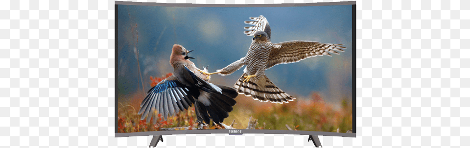Professional Photography Of Birds, Electronics, Screen, Computer Hardware, Monitor Free Transparent Png