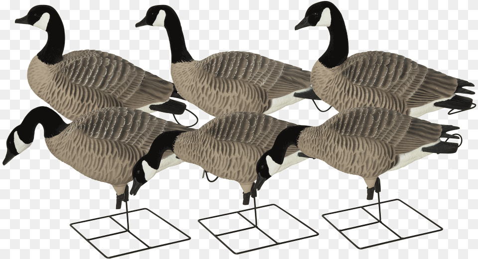 Prograde Xdseries Honker Harvester Avery Pro Grade Xd Canada Decoys, Animal, Bird, Goose, Waterfowl Png Image