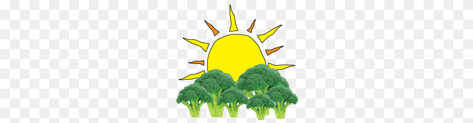 Programs, Broccoli, Food, Plant, Produce Free Png