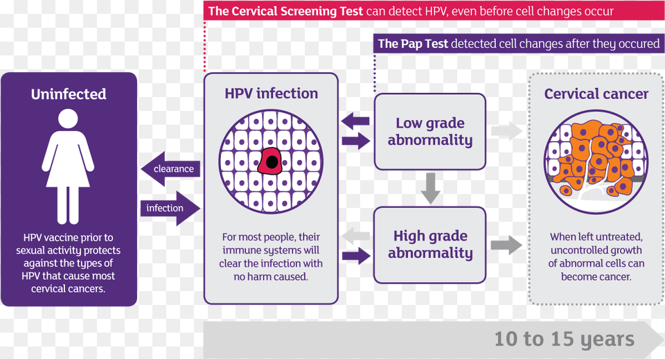 Progression Of Hpv To Cervical Cancer Cervical Cancer Hpv Infection, Page, Text, Person Free Transparent Png