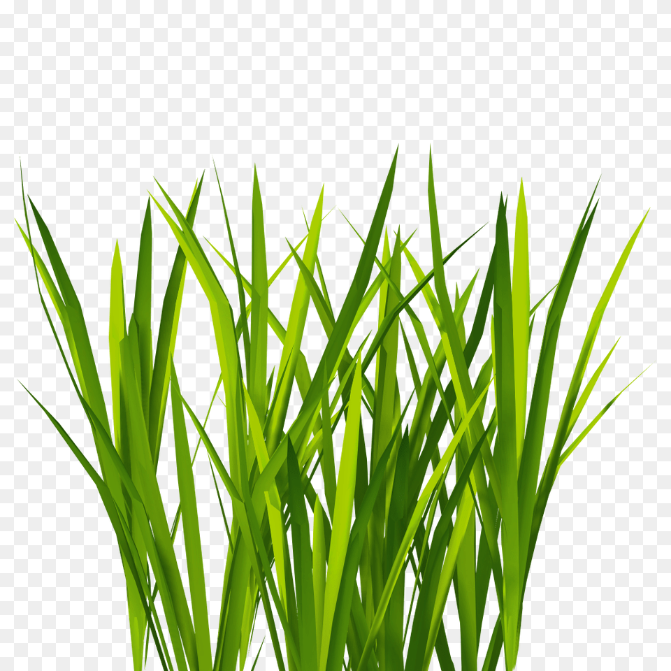 Project, Grass, Green, Lawn, Plant Png Image