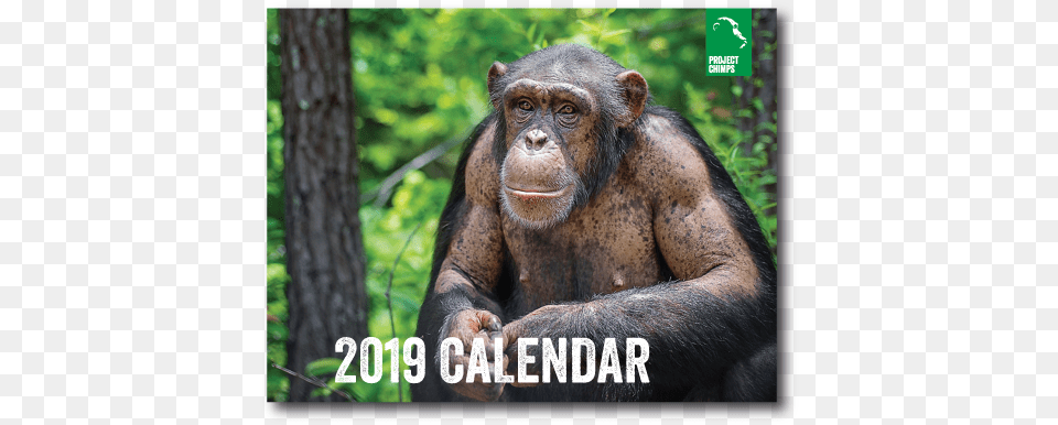 Project Chimps 2019 Calendar Common Chimpanzee, Animal, Mammal, Monkey, Wildlife Png
