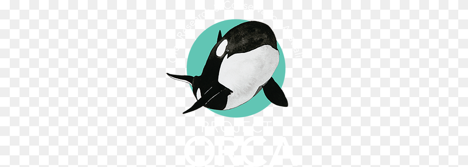 Project Orca Killer Whale, Animal, Sea Life, Mammal, Fish Free Png