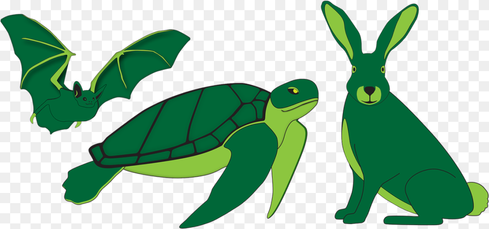 Project To Be Continued In The Future Animal Figure, Reptile, Sea Life, Turtle, Tortoise Free Transparent Png