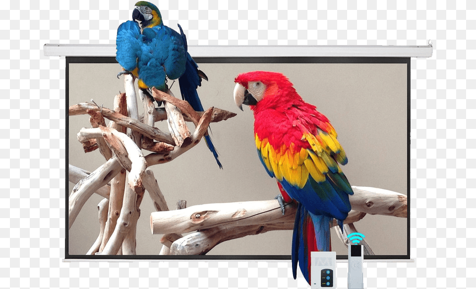 Projection Screen In Which Parrots Are Being Parrot Bed, Animal, Bird, Wood, Macaw Free Png Download