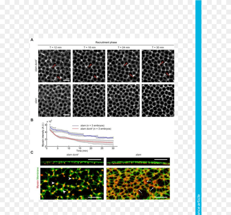 Projections Of Confocal Sections Showing Sqh Gfp At Graphics, Plant Free Png Download