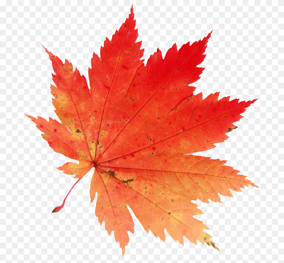 Projects To Try, Leaf, Plant, Tree, Maple Free Png