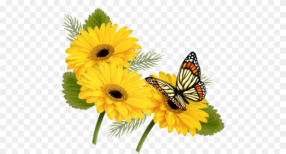 Projects To Try Flowers, Daisy, Flower, Plant, Sunflower Png Image