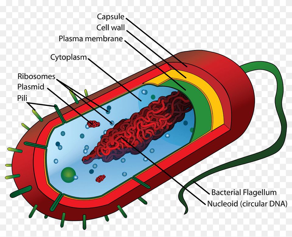 Prokaryote Cell Clipart, Dynamite, Weapon Free Transparent Png